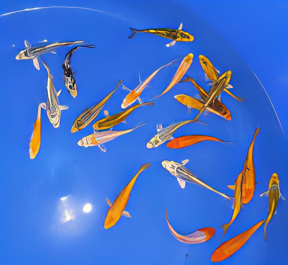 10 x Metallic Koi Carp Cyprinus Carpio