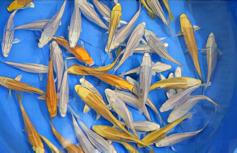 10 x Metallic Koi Carp Cyprinus Carpio