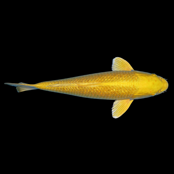 Metallic Gold Japanese Koi Carp Cyprinus Carpio - Real Aquatics