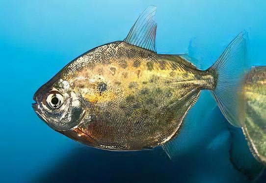 Metynis Spotted Silver Dollar Metynnis Lippincotianu 5cm - Real Aquatics