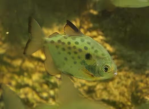 Metynis Spotted Silver Dollar Metynnis Lippincotianu 5cm - Real Aquatics