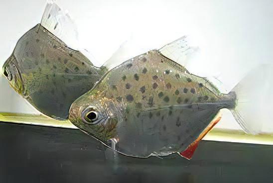 Metynis Spotted Silver Dollar Metynnis Lippincotianu 5cm - Real Aquatics