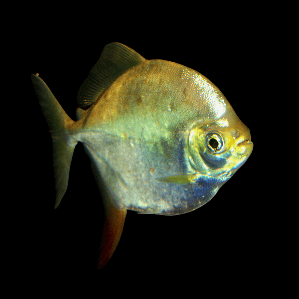 Metynnis Red Hook Myleus Rubripinnis 5cm - Real Aquatics