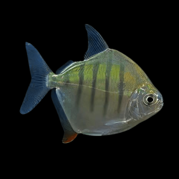 Metynnis Tiger Silver Dollar Metynnis Hypsauchen Fasciatus 5cm - Real Aquatics