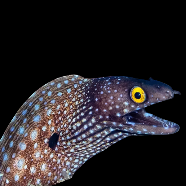 Mexican Dragon Eel Muraena Lentiginosa - Real Aquatics