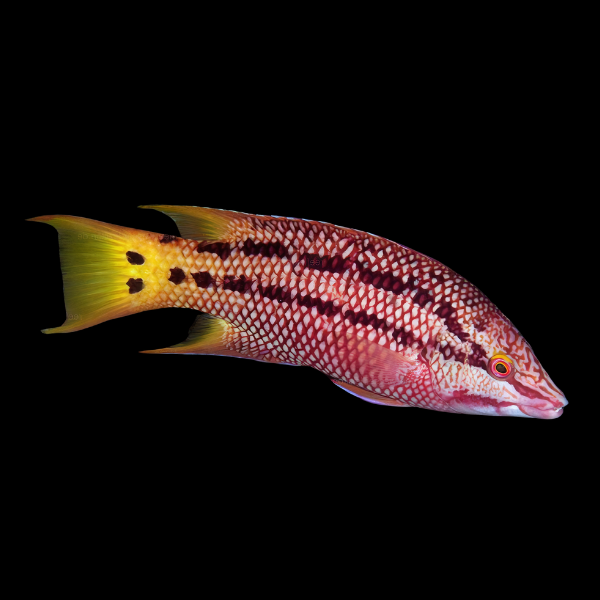 Mexican Hog Fish Bodianus Diplotaenia - Real Aquatics