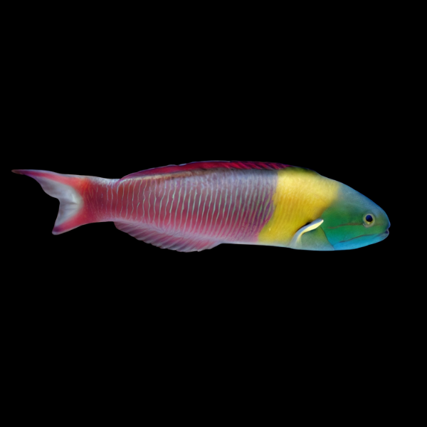 Mexican Wrasse Thalassoma Lucasanum - Real Aquatics