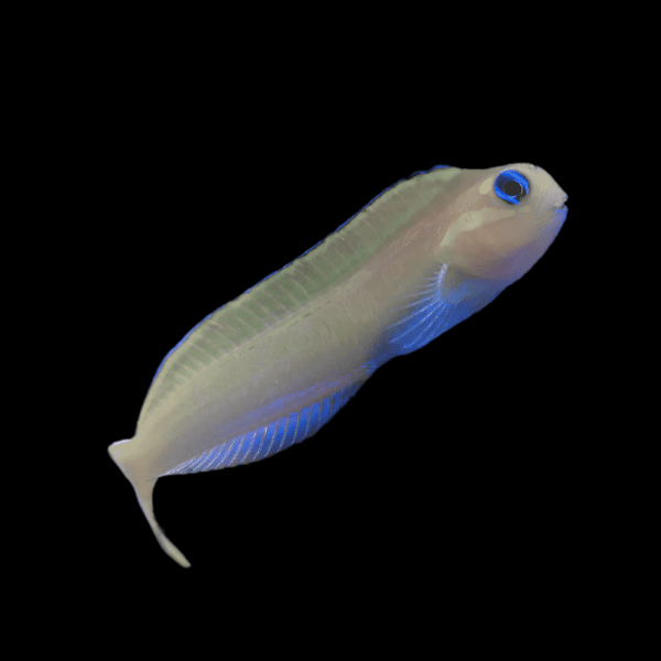 Midas Blenny Blue Ecsenius Midas - Real Aquatics