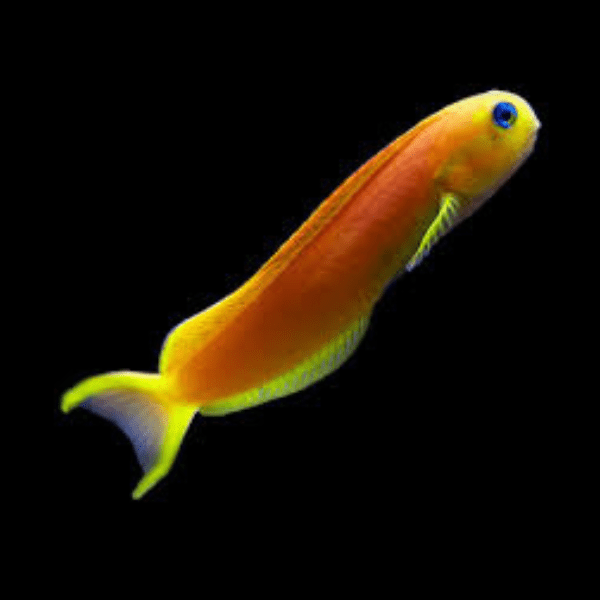 Midas Blenny Ecsenius Midas - Real Aquatics