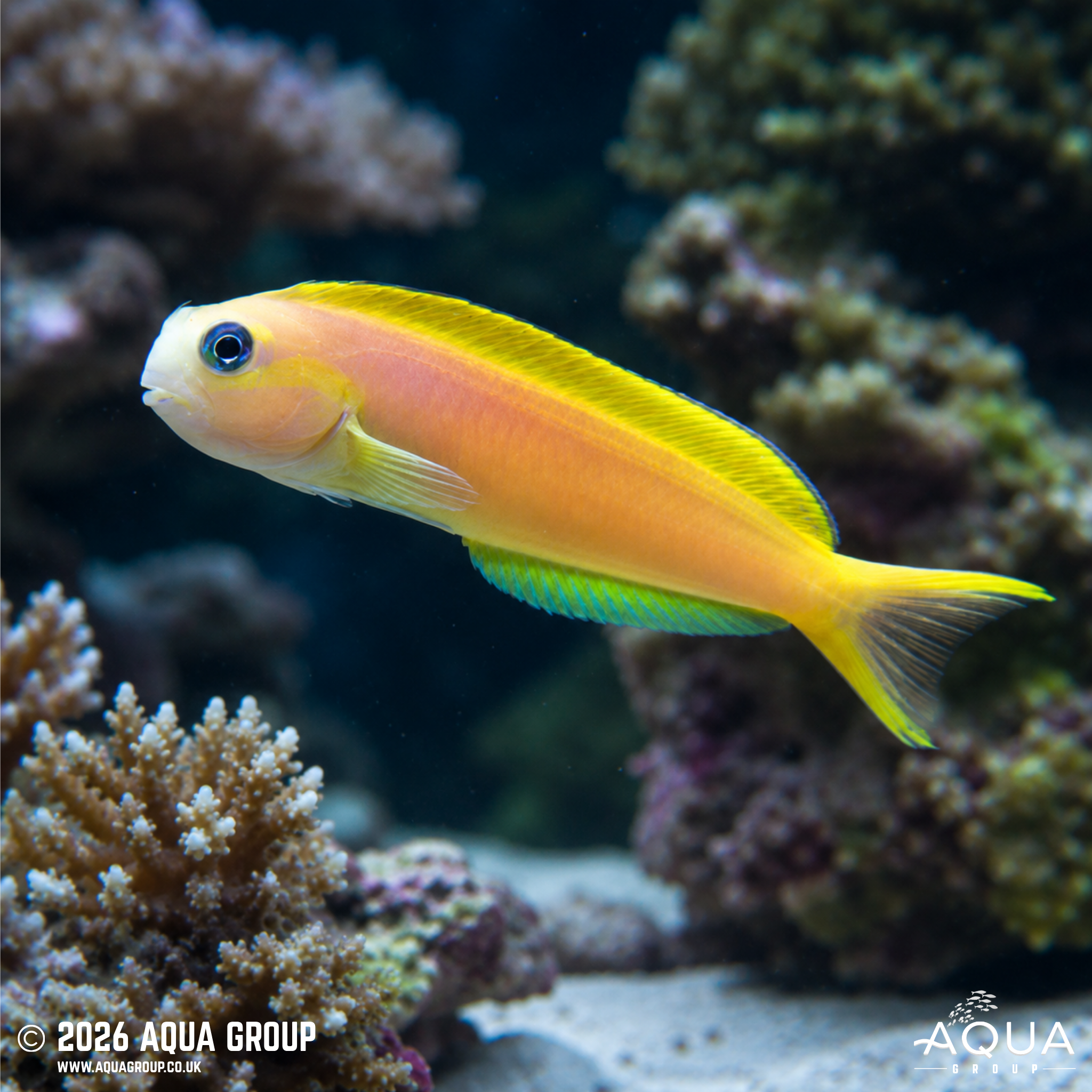 Midas Blenny (Ecsenius midas)