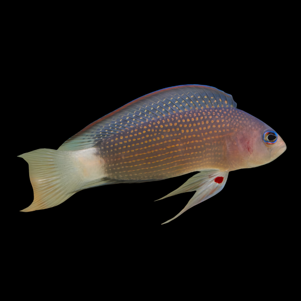 Midnight Pygmy Basslet Manonichthys Alleni - Real Aquatics