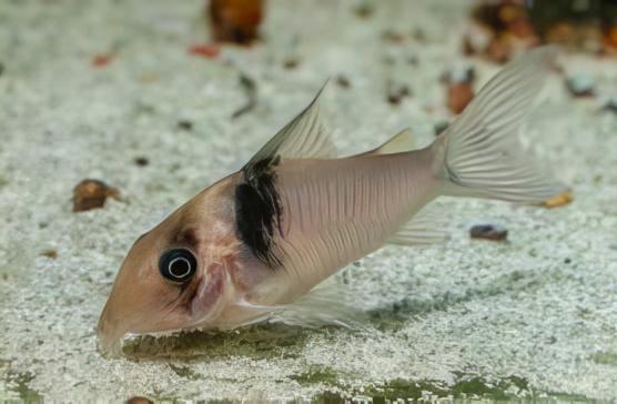 Miguelito Corydoras Virginiae 4cm Catfish - Real Aquatics