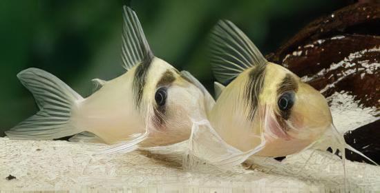 Miguelito Corydoras Virginiae 4cm Catfish - Real Aquatics