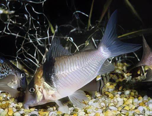 Miguelito Corydoras Virginiae 4cm Catfish - Real Aquatics