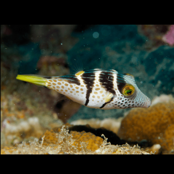 Mimic Valentini File Fish Paraluteres Prionurus - Real Aquatics