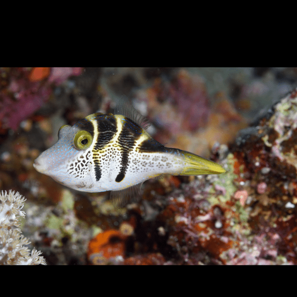 Mimic Valentini File Fish Paraluteres Prionurus - Real Aquatics