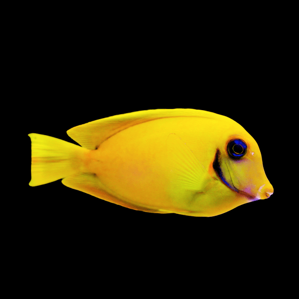 Mimic Heraldi Tang Acanthurus Pyroferus - Real Aquatics