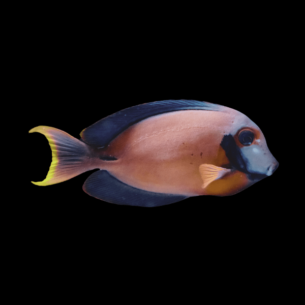 Mimic Tang Acanthurus Pyroferus - Real Aquatics