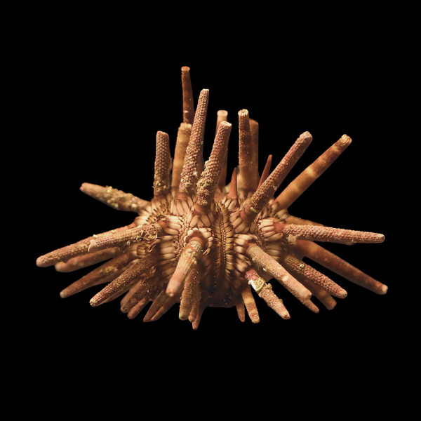Mine Sea Urchin Eucidaris Tribuloides - Real Aquatics