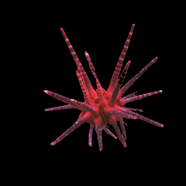 Mine Sea Urchin Red Banded Eucidaris Metularia - Real Aquatics