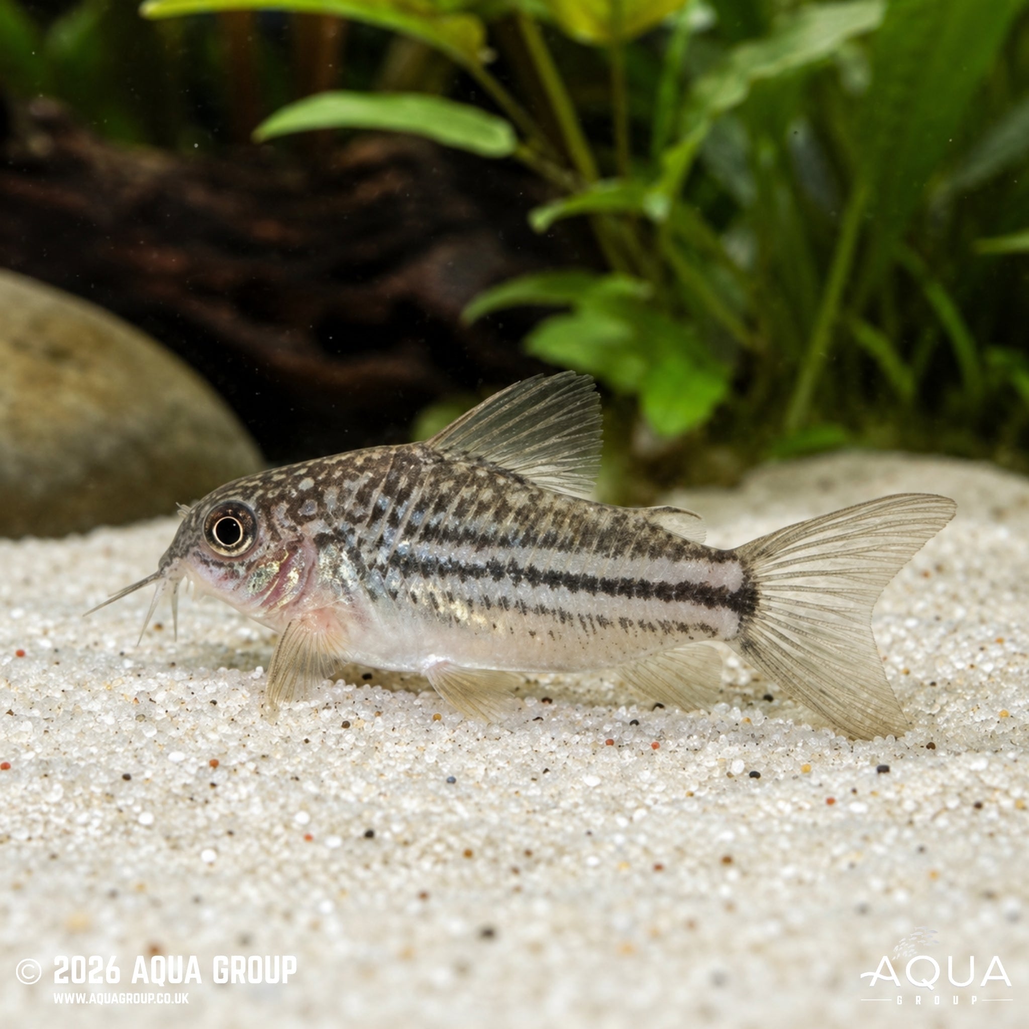 Mini Cory (Gastrodermus nanus)