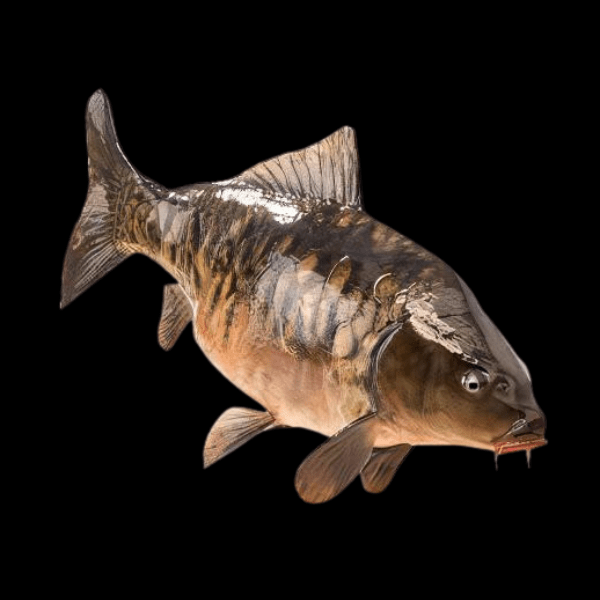 Mirror Carp Cyprinus Carpio - Real Aquatics