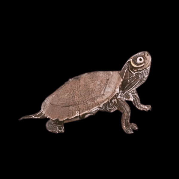 Mississippi Map Turtle Pseudogergraphca Kohnii Juvenile 5cm - Real Aquatics