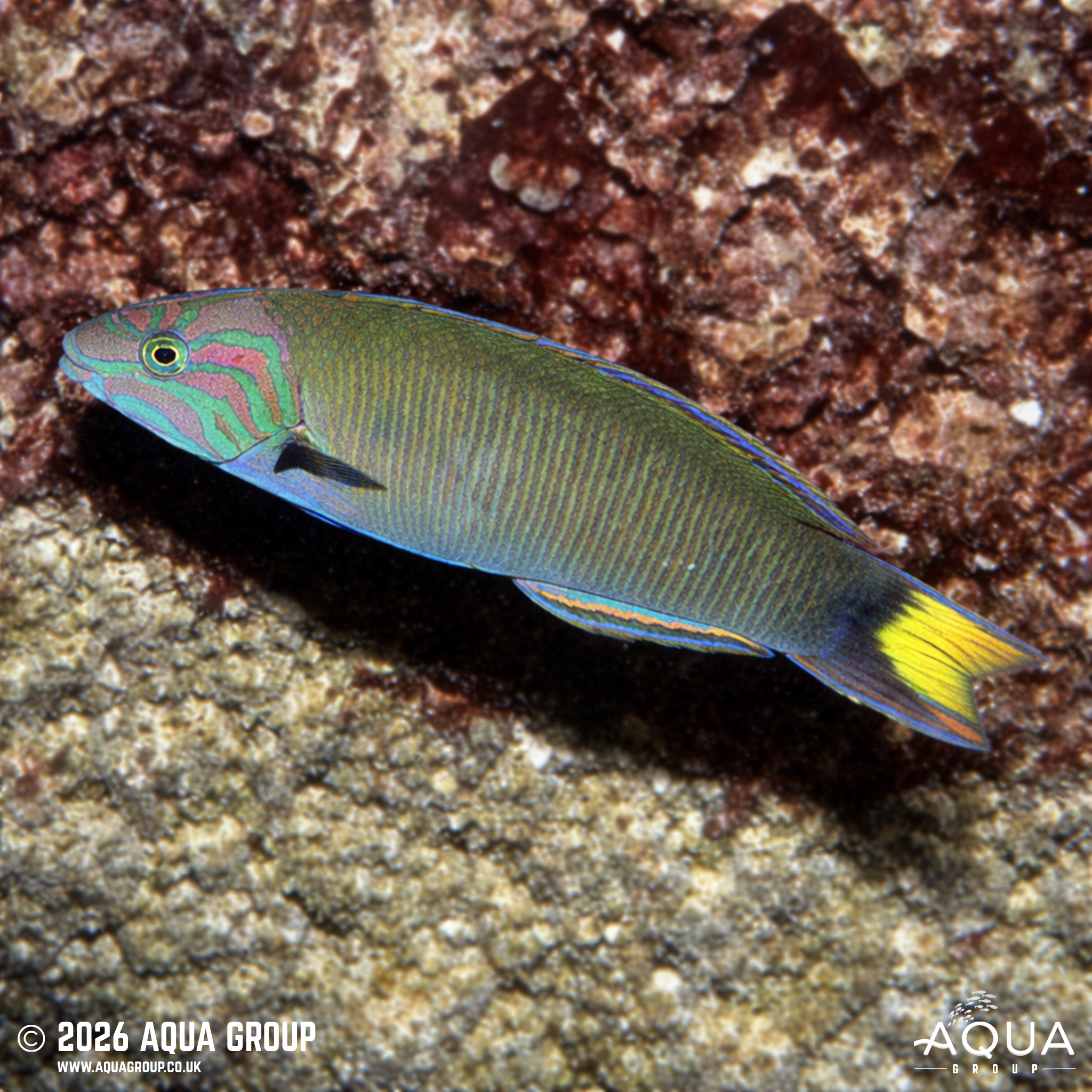 Moon Wrasse (Thalassoma lunare)
