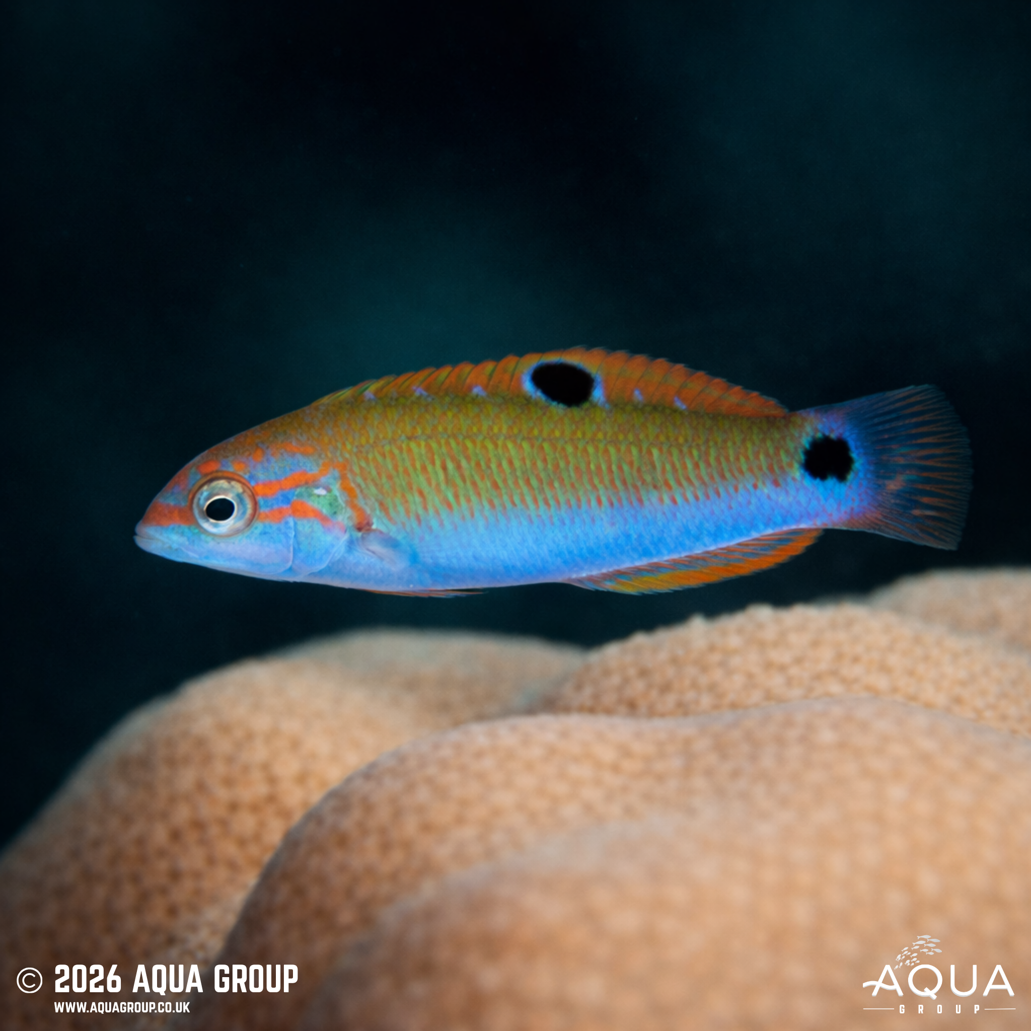 Moon Wrasse