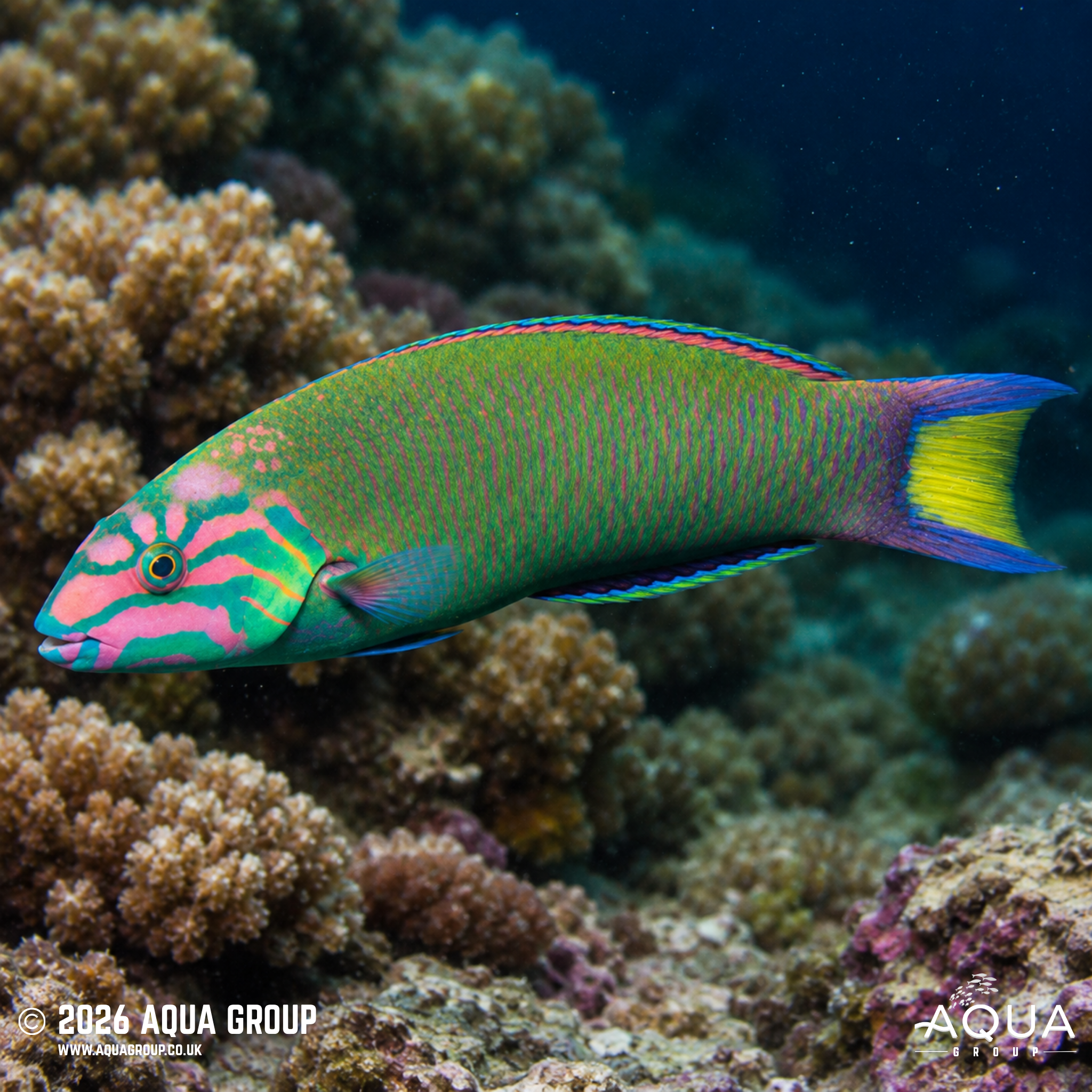 Moon Wrasse (Thalassoma lunare)
