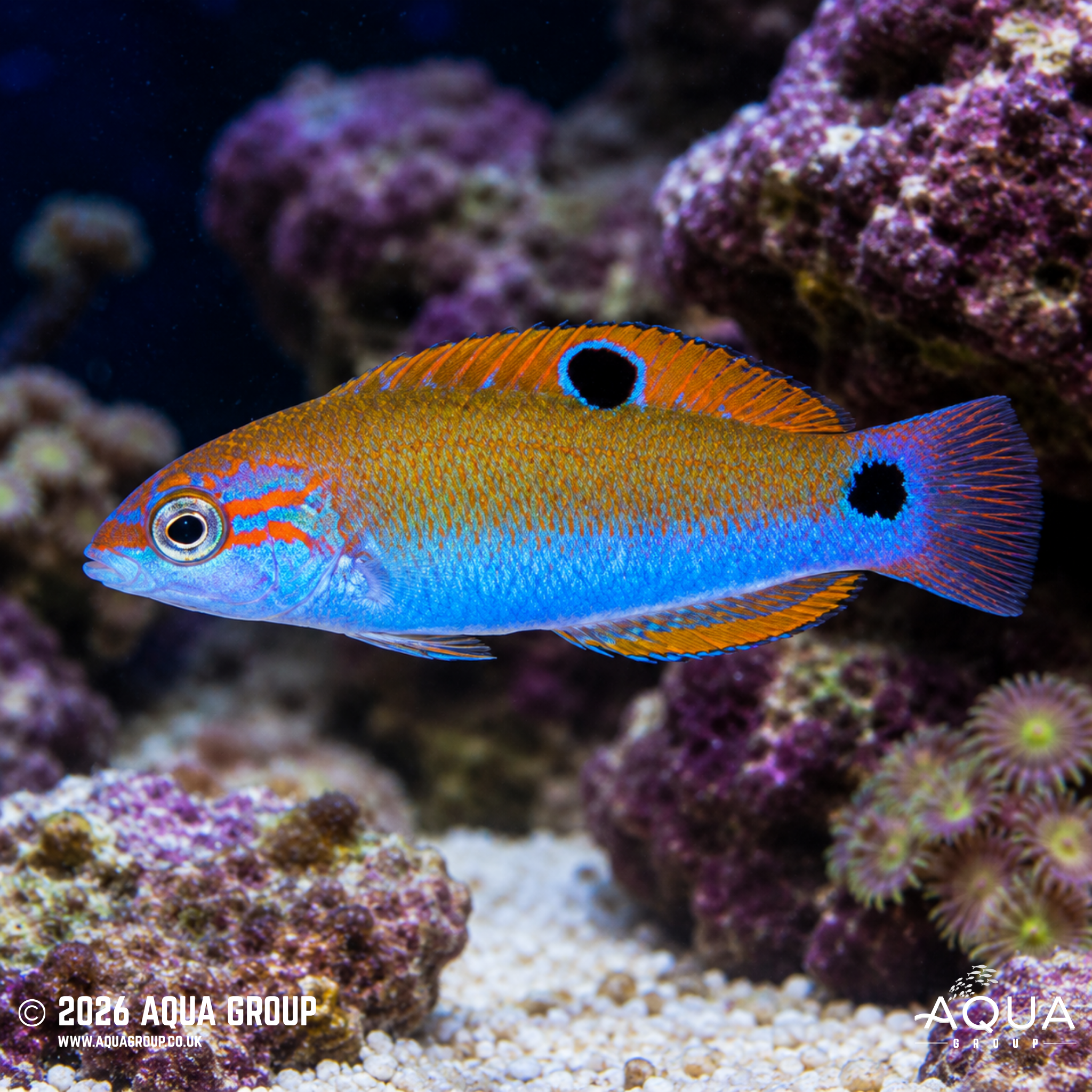 Moon Wrasse (Thalassoma lunare)