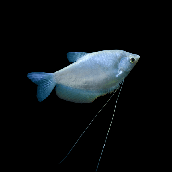Moonlight Gourami Trichopodus Microlepis 5cm - Real Aquatics