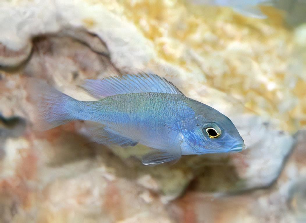 Haplochromis Moorii Blue Dolphin Malawi African Cichlid