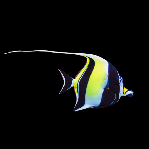 Marine Butterfly Fish