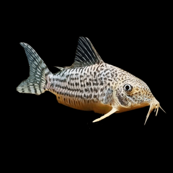 Mosaic Corydoras Haraldschultzi 3cm Catfish - Real Aquatics