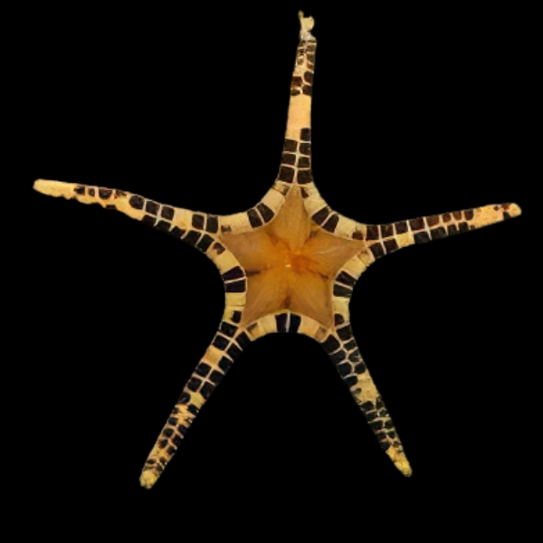Mosaic Starfish Iconaster Longimanus - Real Aquatics