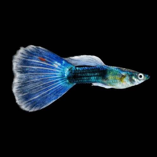 Moscow Blue Male Guppy Poecilia Reticulata 3cm - Real Aquatics