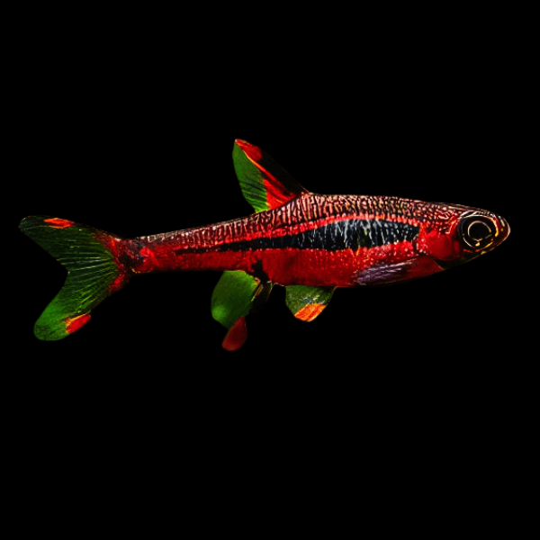 Mosquito Rasbora Boraras Brigittae 2cm - Real Aquatics