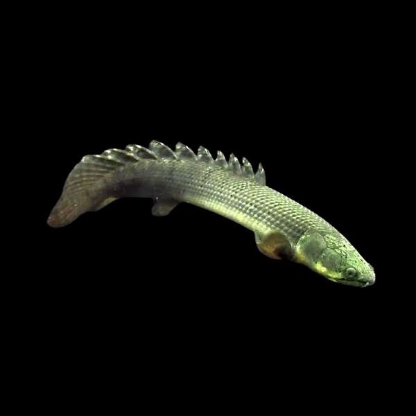 Mottled Fat Headed Bichir Polypterus Weeksii 10cm - Real Aquatics