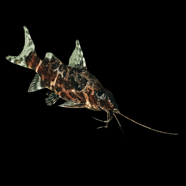Mottled Upside Down Catfish Synodontis Nigriventris 3cm - Real Aquatics