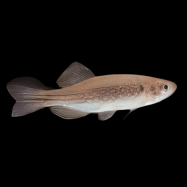 Moustached Danio Danio Danglia 4cm - Real Aquatics