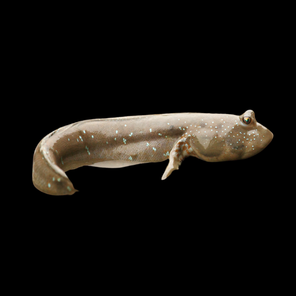 Mudskipper Graceful Periophthalmus Gracilis 6cm - Real Aquatics