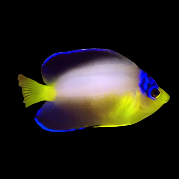 Multicolour Dwarf Angelfish Centropyge Multicolor - Real Aquatics