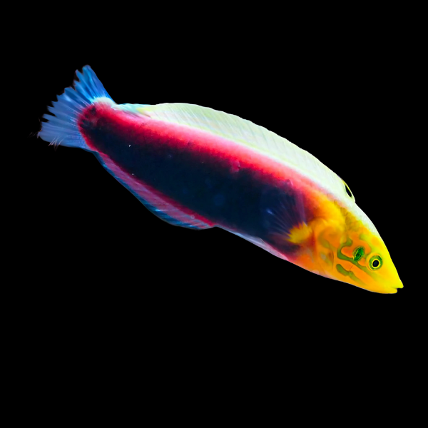 Multicolour Wrasse Halichoeres Iridis - Real Aquatics