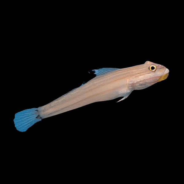 Mural Goby Valenciennea Muralis - Real Aquatics