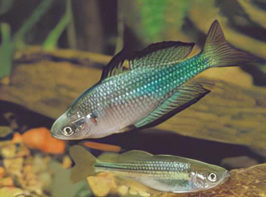 Austrailian Murray River Rainbow Fish Melanotaenia Fluviatilis 5cm - Real Aquatics