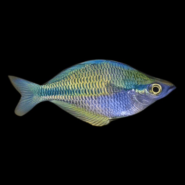 Austrailian Murray River Rainbow Fish Melanotaenia Fluviatilis 5cm - Real Aquatics
