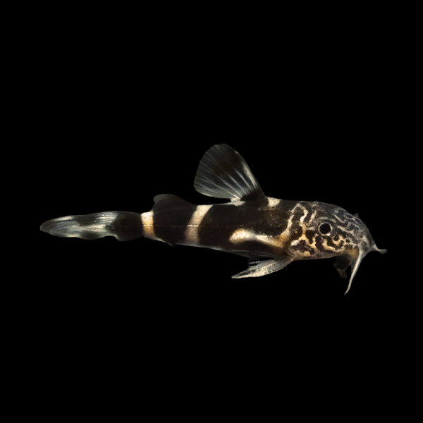 Mustard Squeaker Catfish Synodontis Albolineatus 5cm - Real Aquatics