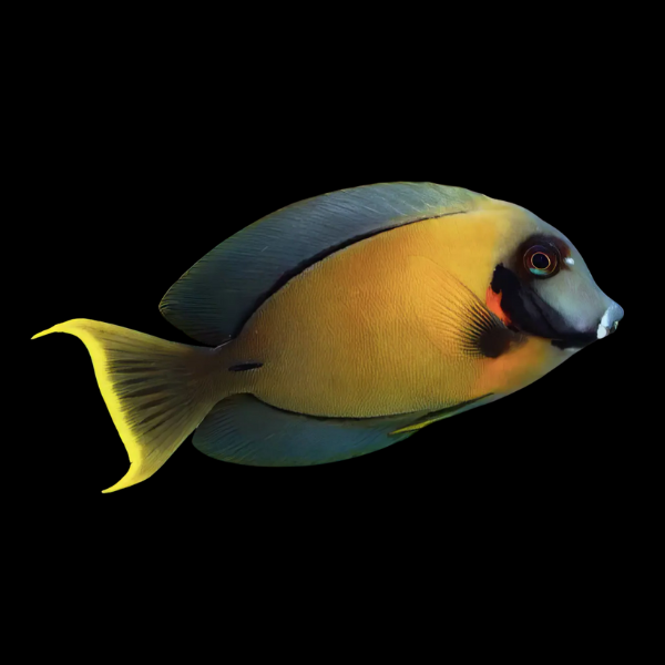 Mustard Tang Acanthurus Pyroferus - Real Aquatics