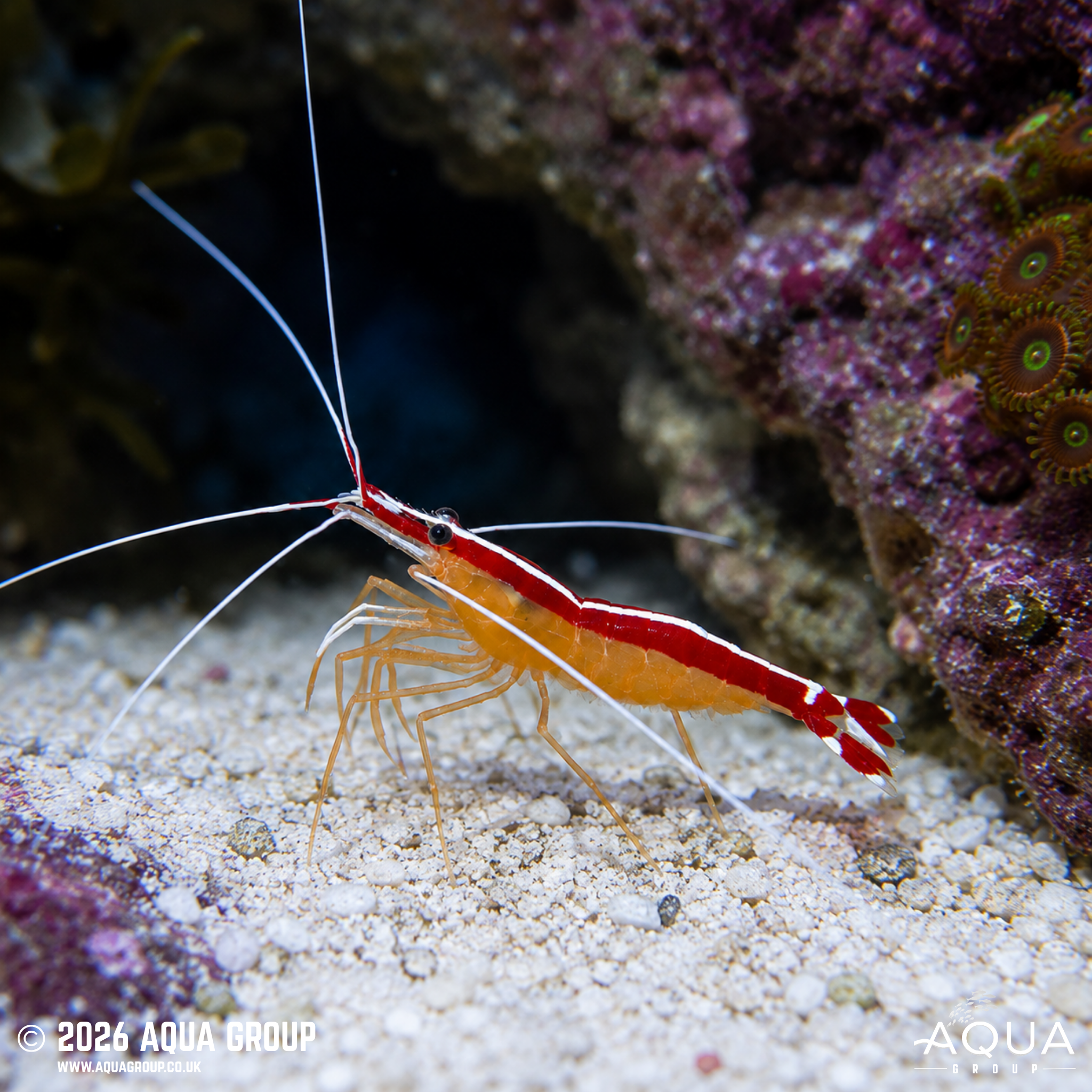 Mustard Guineafowl Tang (Acanthurus pyroferus)